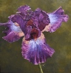 bearded iris and bee