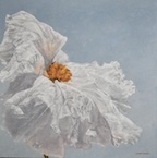 matilija poppy